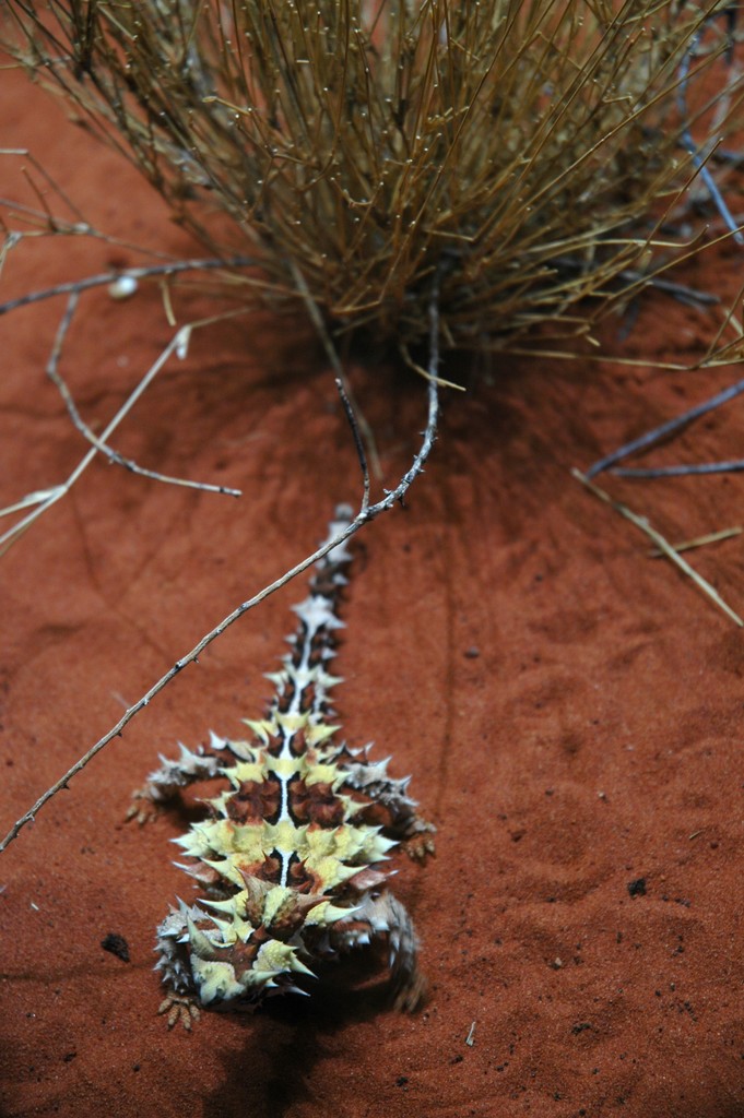 Thorney Devil